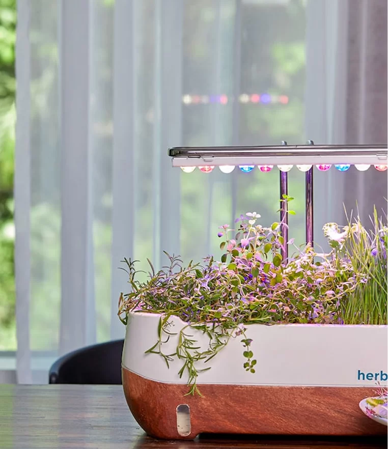 indoor garden
